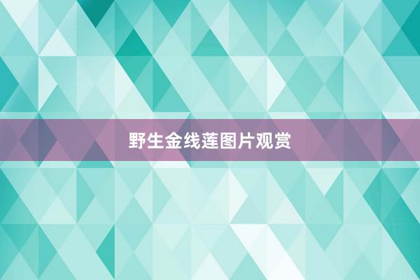 野生金线莲图片观赏