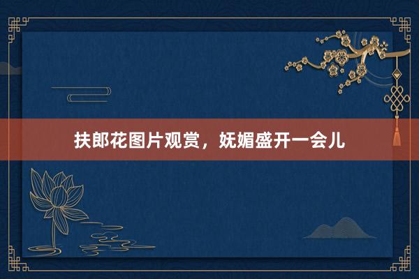 扶郎花图片观赏，妩媚盛开一会儿